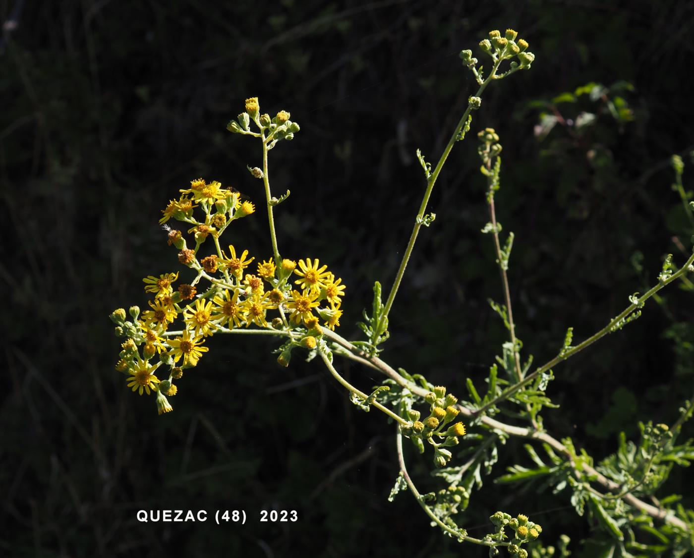 Ragwort, Hoary plant